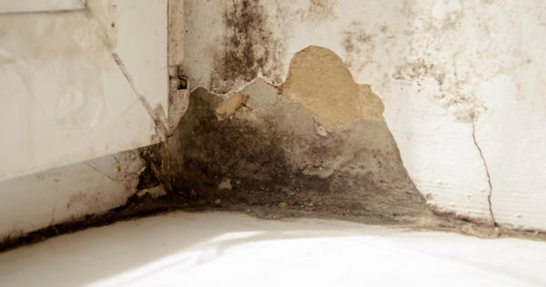 Damp Mould 1
